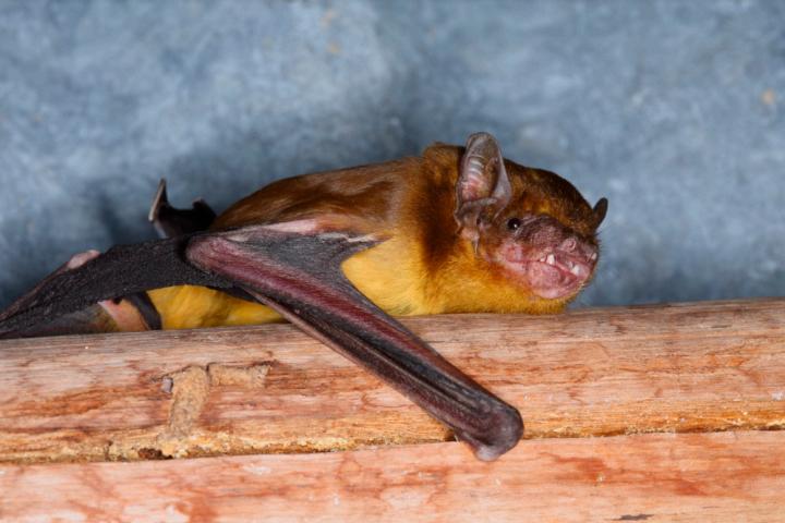 Yellow House Bat on the Eaves of a House