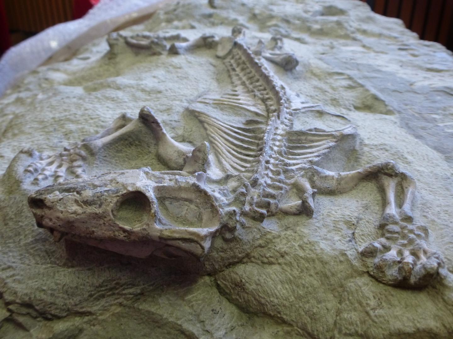 Fossil of a <i>Galesaurus</i>
