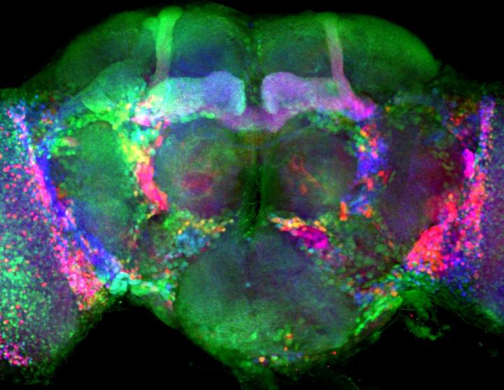 Fruit Fly Brain [IMAGE] EurekAlert! Science News Releases