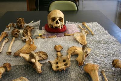 Impact in the Courtroom