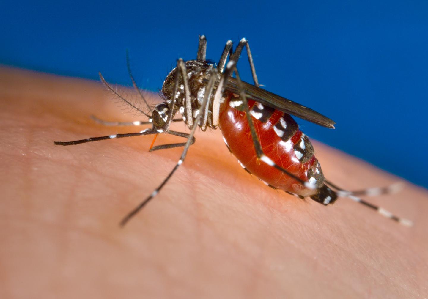 <em>Aedes Albopictus</em> Mosquito