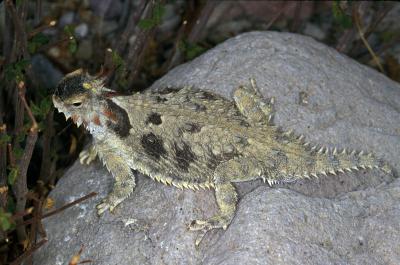 Central Baja California Horned Lizard