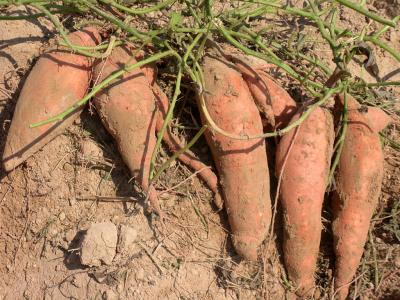 Sweetpotato Foundation Seed Tested in Commercial Operation