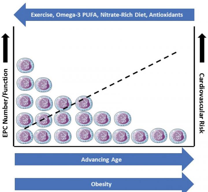 Endothelial regenerative capacity and aging EurekAlert!