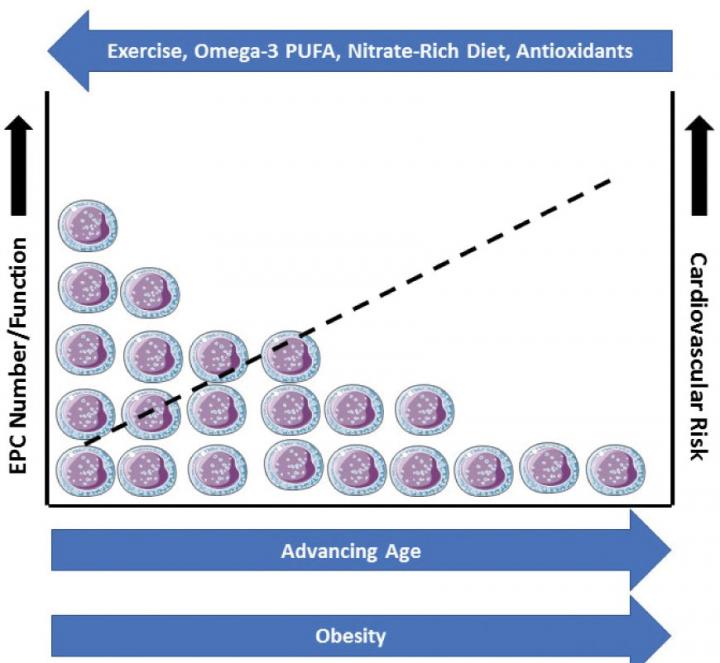 Endothelial Regenerative Capacity and Aging: Influence of Diet, Exercise and Obesity