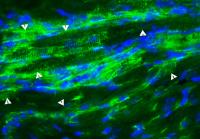 New Muscle Cells