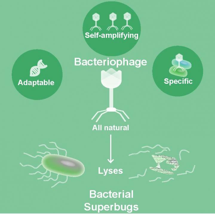 Bacteriophages, Natural Drugs to Combat Superbugs