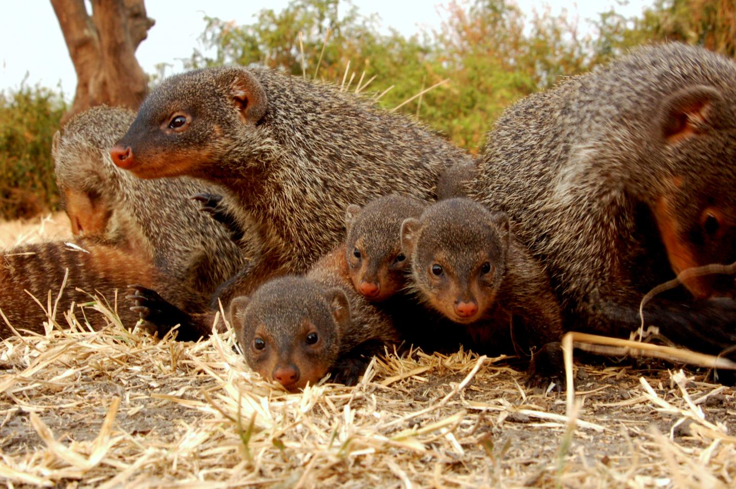 Mongoose Family (1 of 3)