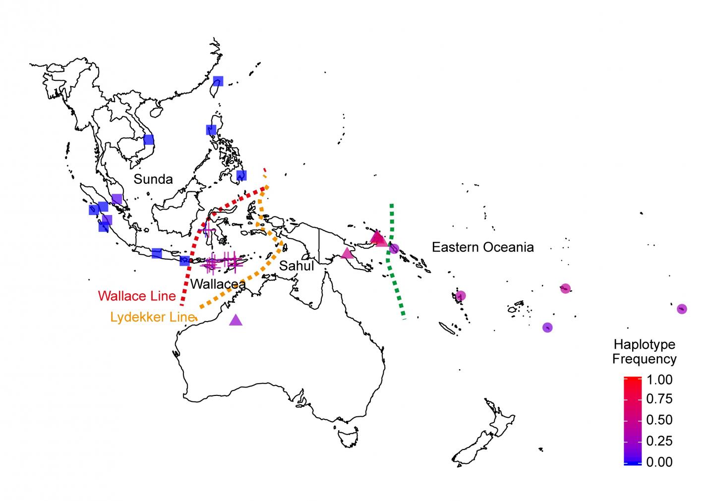 Extinct Human Species Gave Modern Humans An Immunity Boost