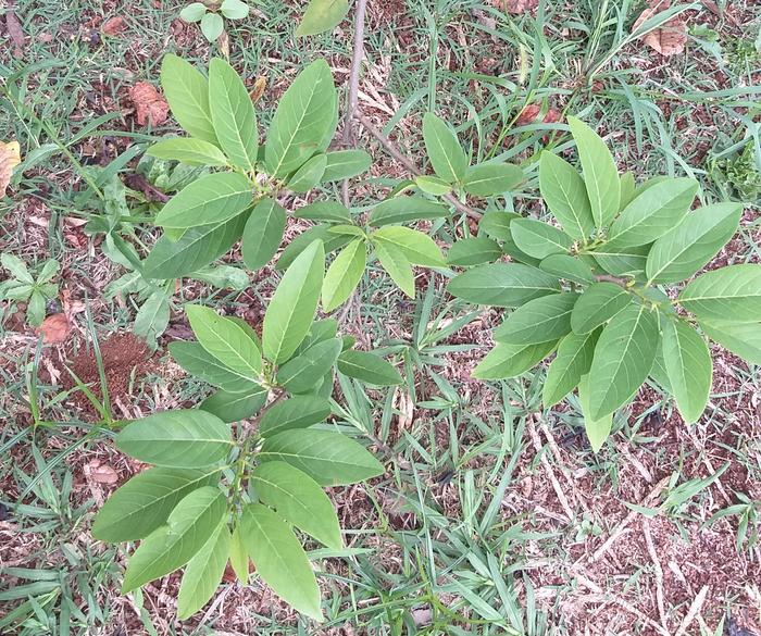 Substances extracted from the Annona squamosa leaf have analgesic and anti-arthritic potential, study reveals