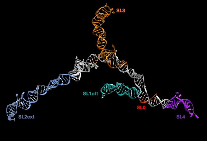 1.	7SK is the human RNA implicated in HIV infection, we investigated this as a case study for the paper.