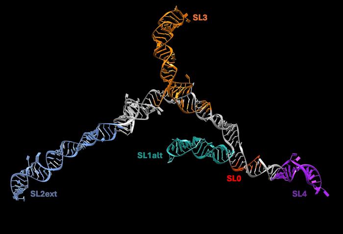 1. 7SK is the human RNA implicated in HIV infection, we investigated this as a case study for the paper.