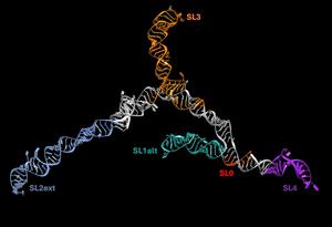 1.	7SK is the human RNA implicated in HIV infection, we investigated this as a case study for the paper.