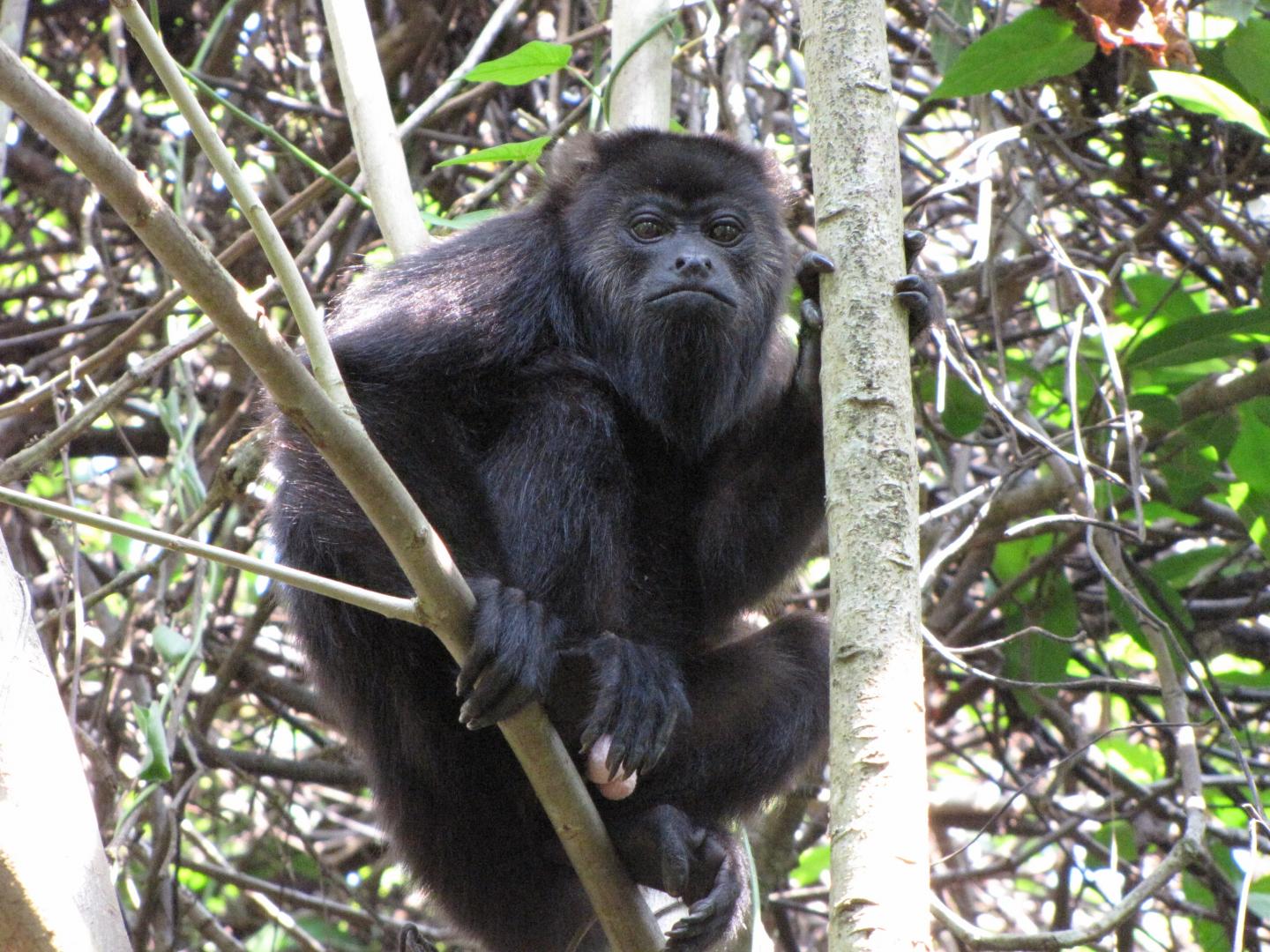 A Young Male Howler Monkey in Tabasco, Mexico