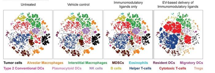 Immune cell composition in lungs