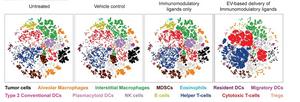 Immune cell composition in lungs