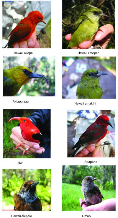 Hawaiian Birds