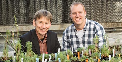Genome Duplication Aids Plant Regeneration