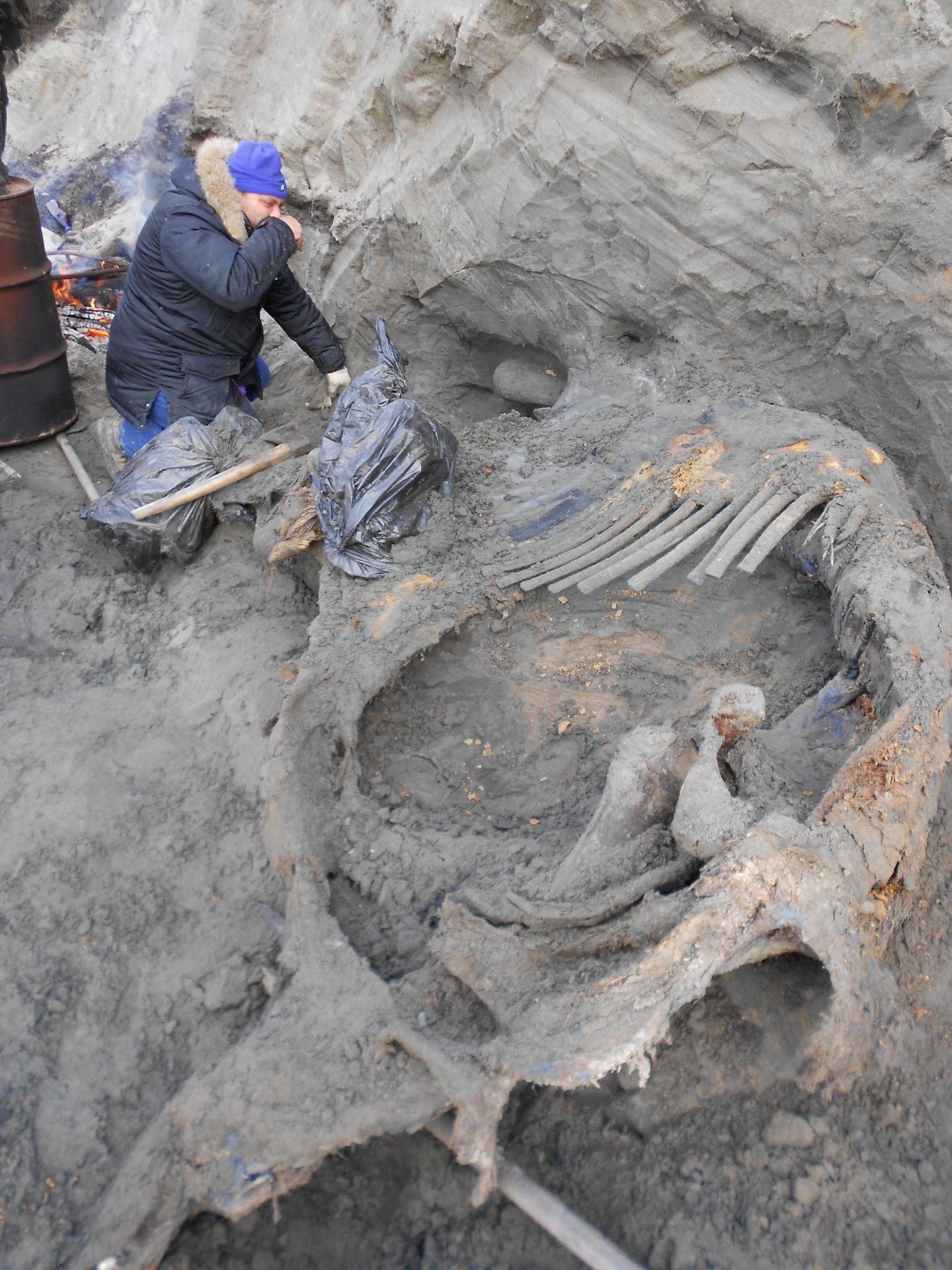 Mammoth Injuries Indicate Humans Occupied Arctic Earlier than Thought