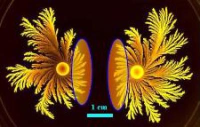 Paenibacillus dendritiformis