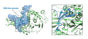 Figure 2. Structural modeling of the WW-like autoinhibitory domain on USP8