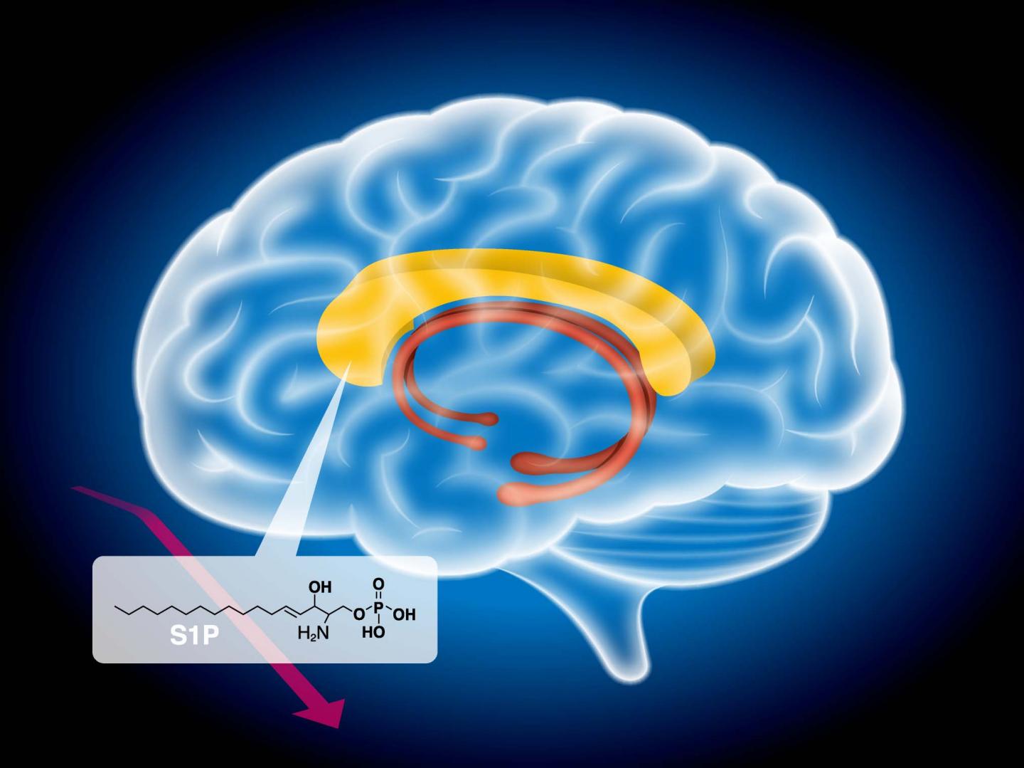 S1P in Schizophrenia