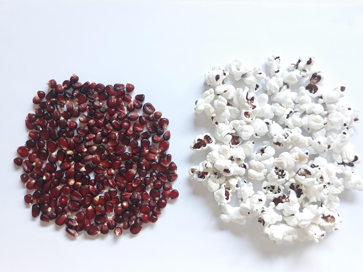 Purple popcorn [IMAGE] EurekAlert! Science News Releases