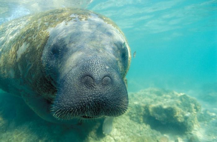 Lua the Antillean manatee