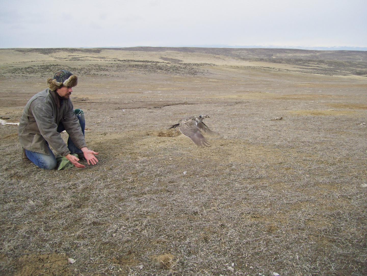 Releasing Tagged Female Greater Sage-Grouse