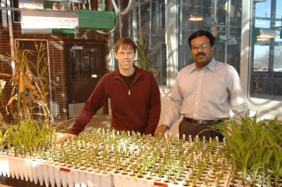 Assembling the Corn Genome