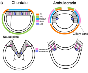 (Fig. 3) Gene expression and neuron subtype distribution in chordate dorsal ectoderms and ciliary bands of ambulacrarian larvae