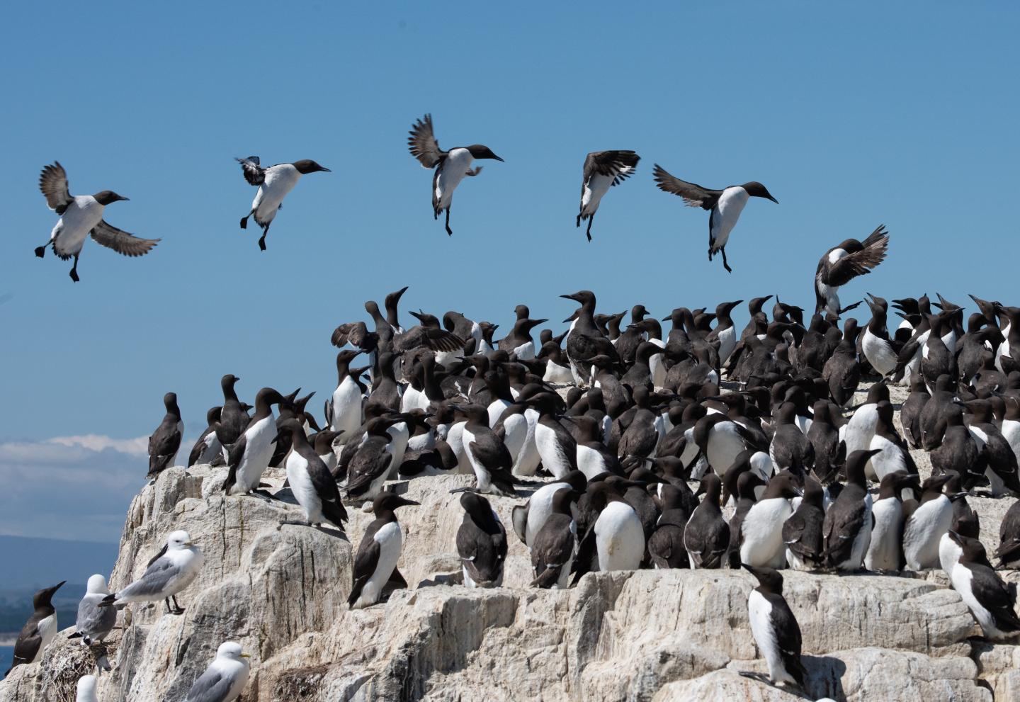 Guillemot Landing