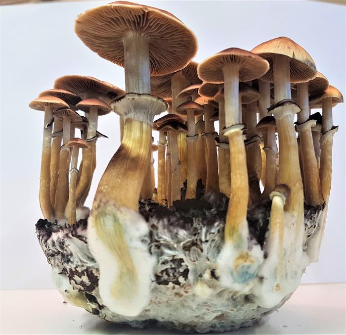 Gold cap mushroom (Psilocybe cubensis)