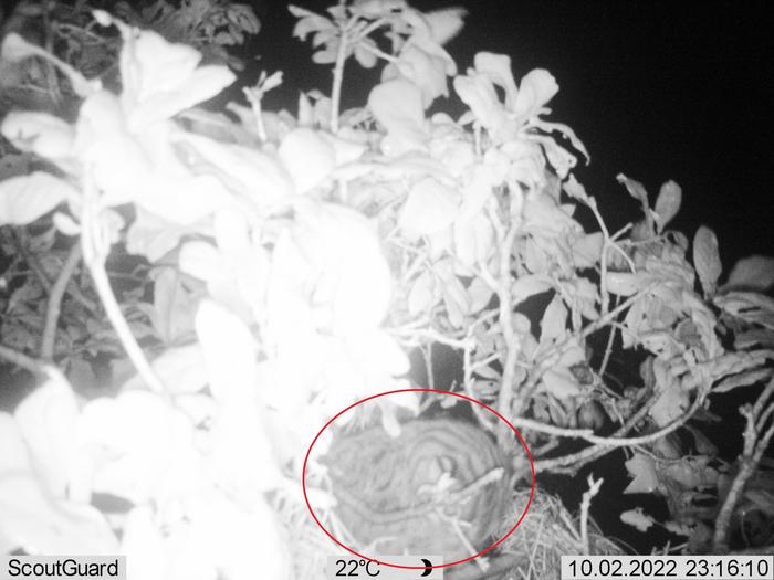 Fishing cat on the hunt