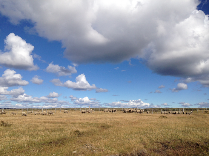 Sheep at ranch in Southern Chile