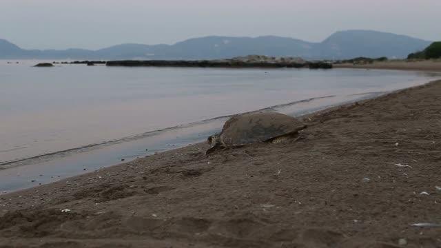 Efforts To Save Sea Turtles Are A Global Con EurekAlert 