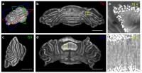 Micron-scale Neuroanatomy in the Whole Cerebellum