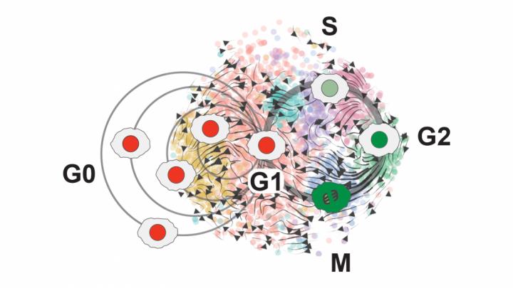 Newly discovered Neural G0 cell phase