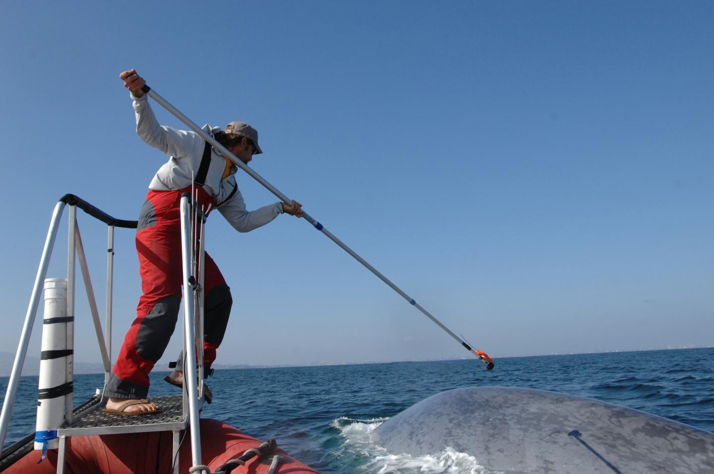 Tagging a Blue Whale