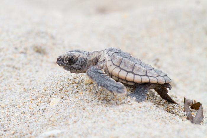 Loggerhead Hatchling Crawl