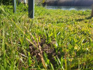 Ant nest in the grass