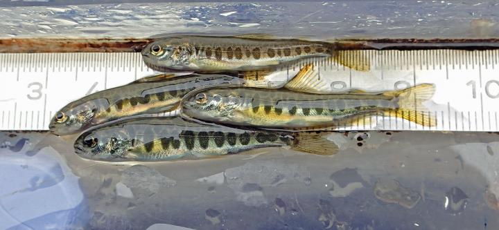 Juvenile salmon from the Tornio River