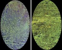 Illuminating invisible bloody fingerprints with a fluorescent polymer