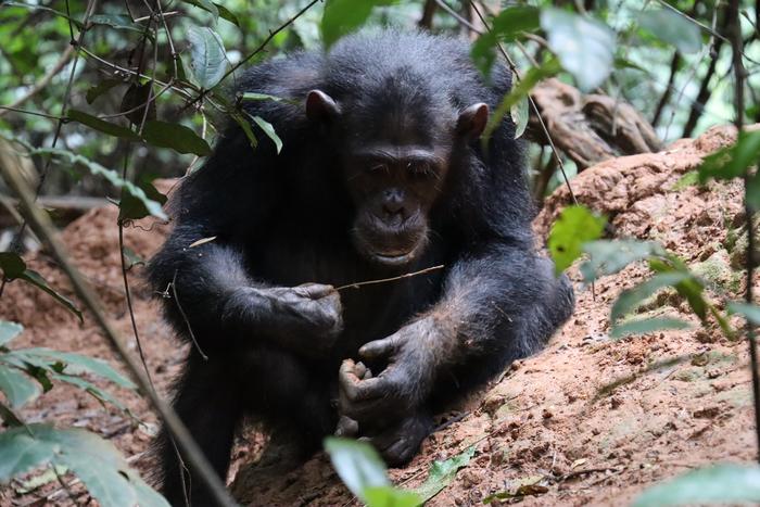 A Gombe chimpanzee using a termite fishing tool to fish termites