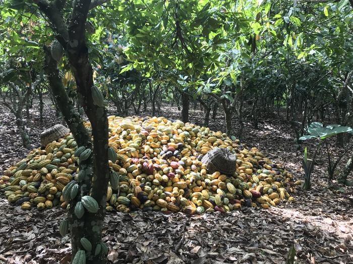 Cascaras de cacao después de la cosecha