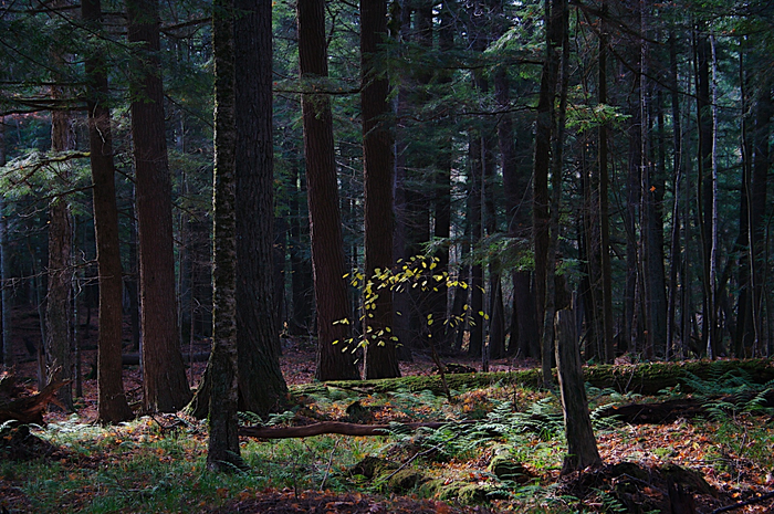Eastern hemlock trees