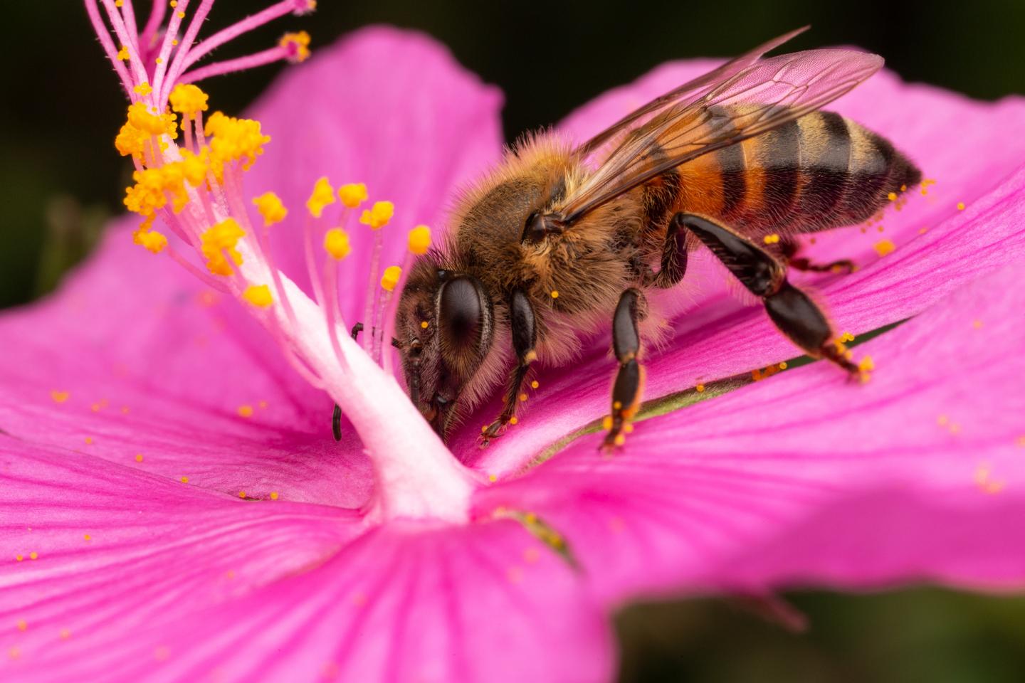 Honeybee (2 of 3)