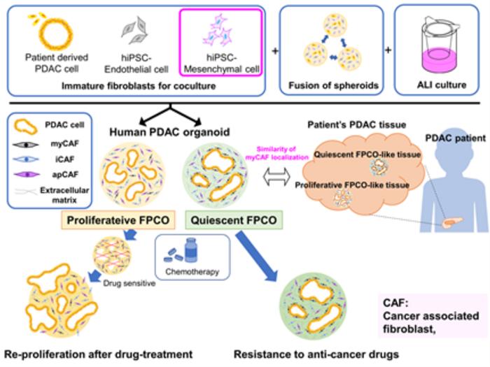 Creation of Novel Pancreatic Cancer Models as Drug Screening Tools