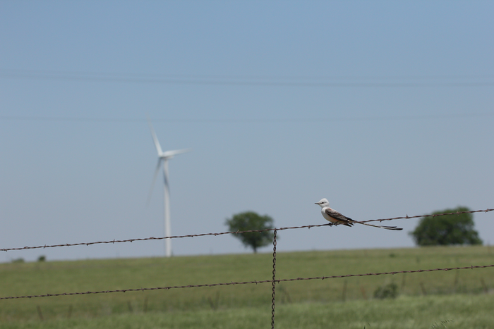 Seasonal patterns of bird and bat collision fatalities at wind turbines