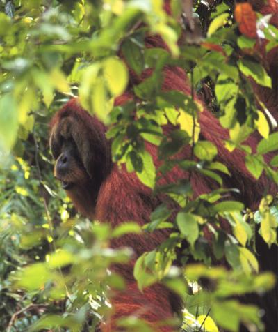 Male Orangutans Plan, Communicate Travel Routes a Day in Advance